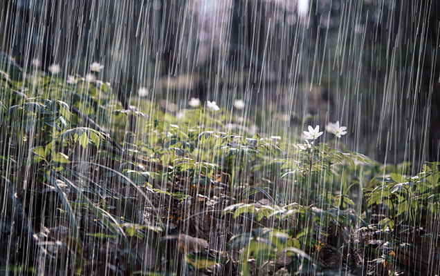 Teaser Eigenschaften von Wasser_Regen Wald