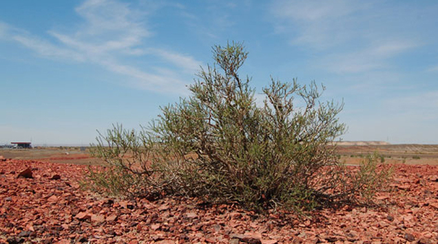 Wüstenbildung und Wassermangel
