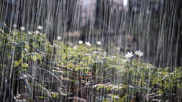 Regenwasser fällt auf Pflanzen