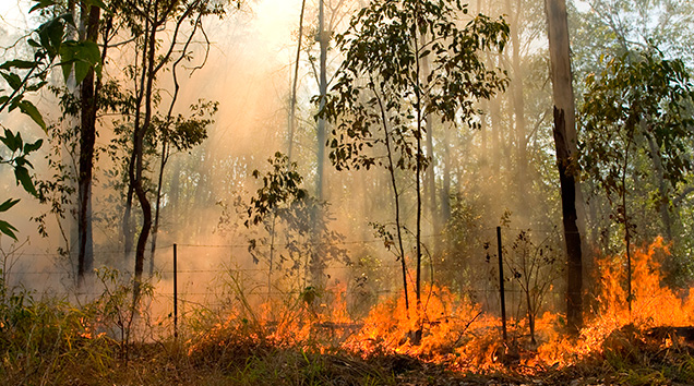 Waldbrände Klimawandel
